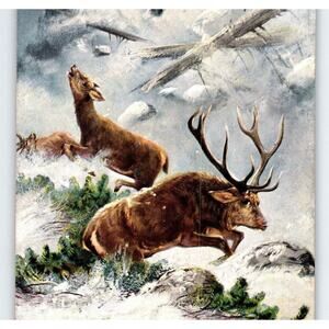 Deer Avalanche Snow Covered Mountains Postcard Artist Signed M Muller Germany